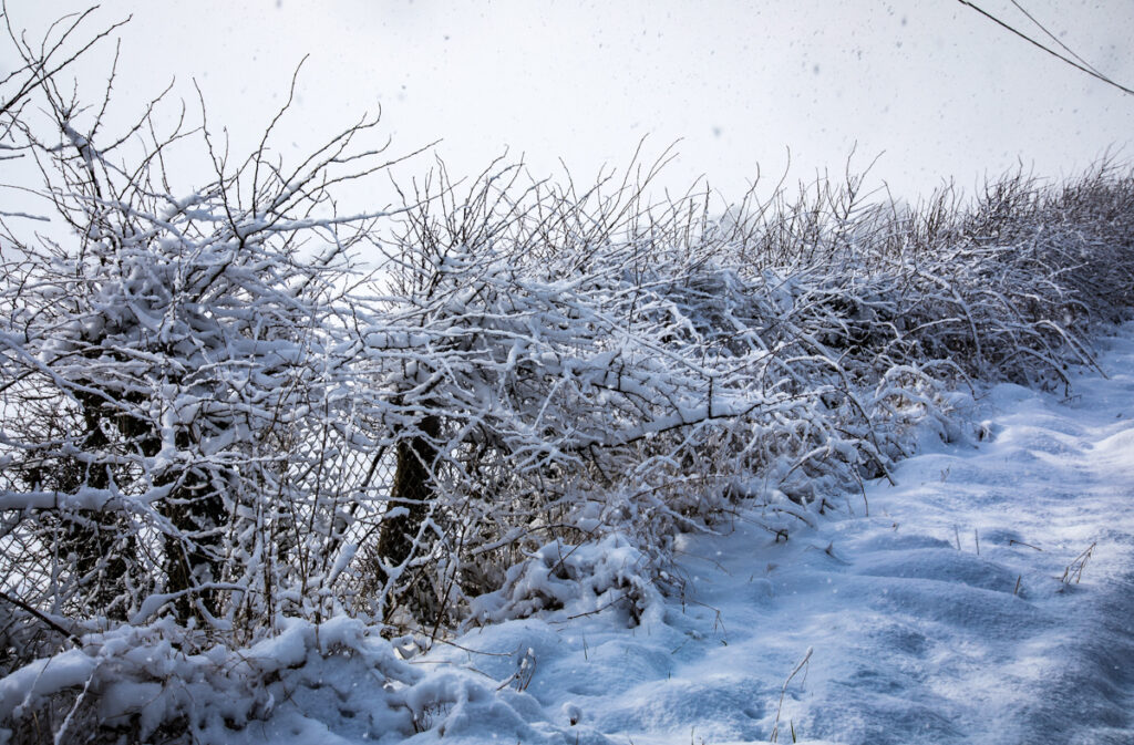 Status Yellow snow/ice warning issued for three counties Agriland.ie