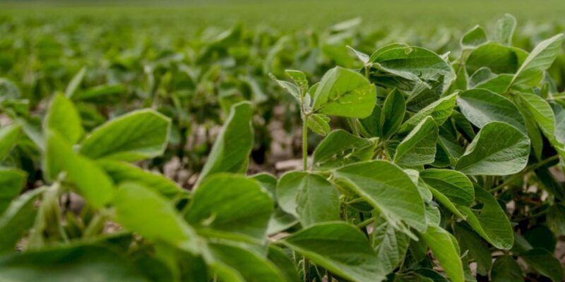 World feed production up 1% in 2020 - Vimarsana News