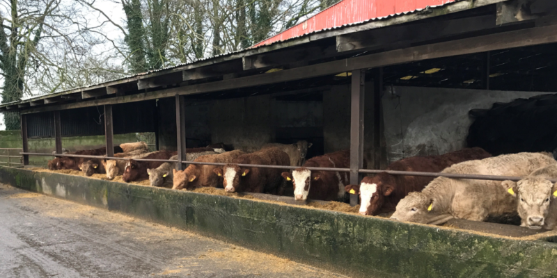 Beef trade: Factories remain coy on levels of demand - Vimarsana News