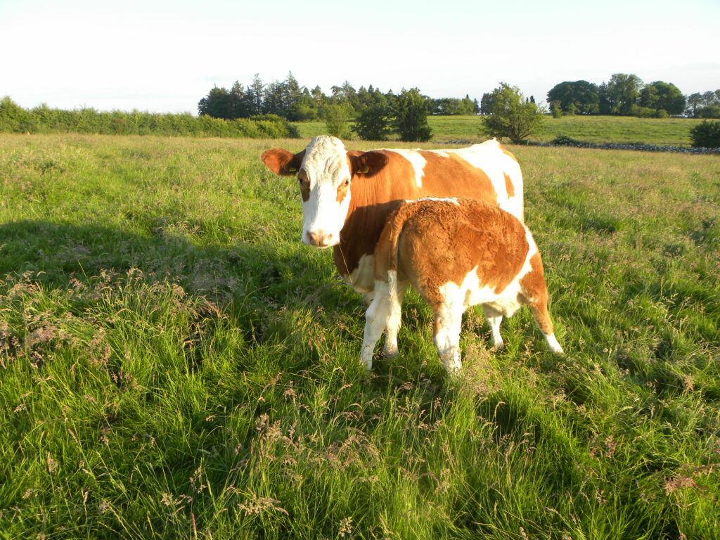 Budget golden suckler scheme cows commitments suckler ICSA