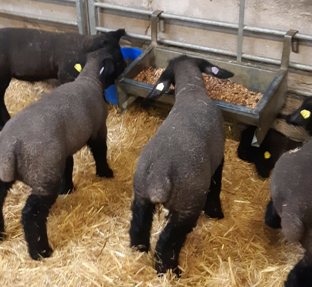 Ewe Reka How Artificially Reared Lambs Can Achieve 550g A Day