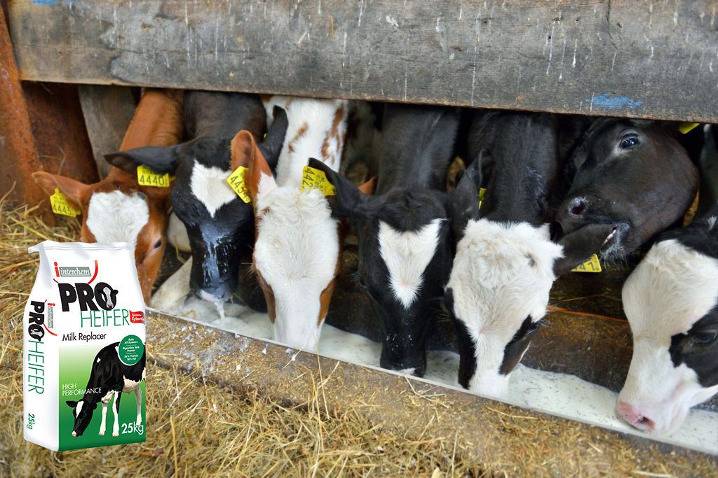 3 reasons to feed calf milk replacer over whole milk Agriland.ie