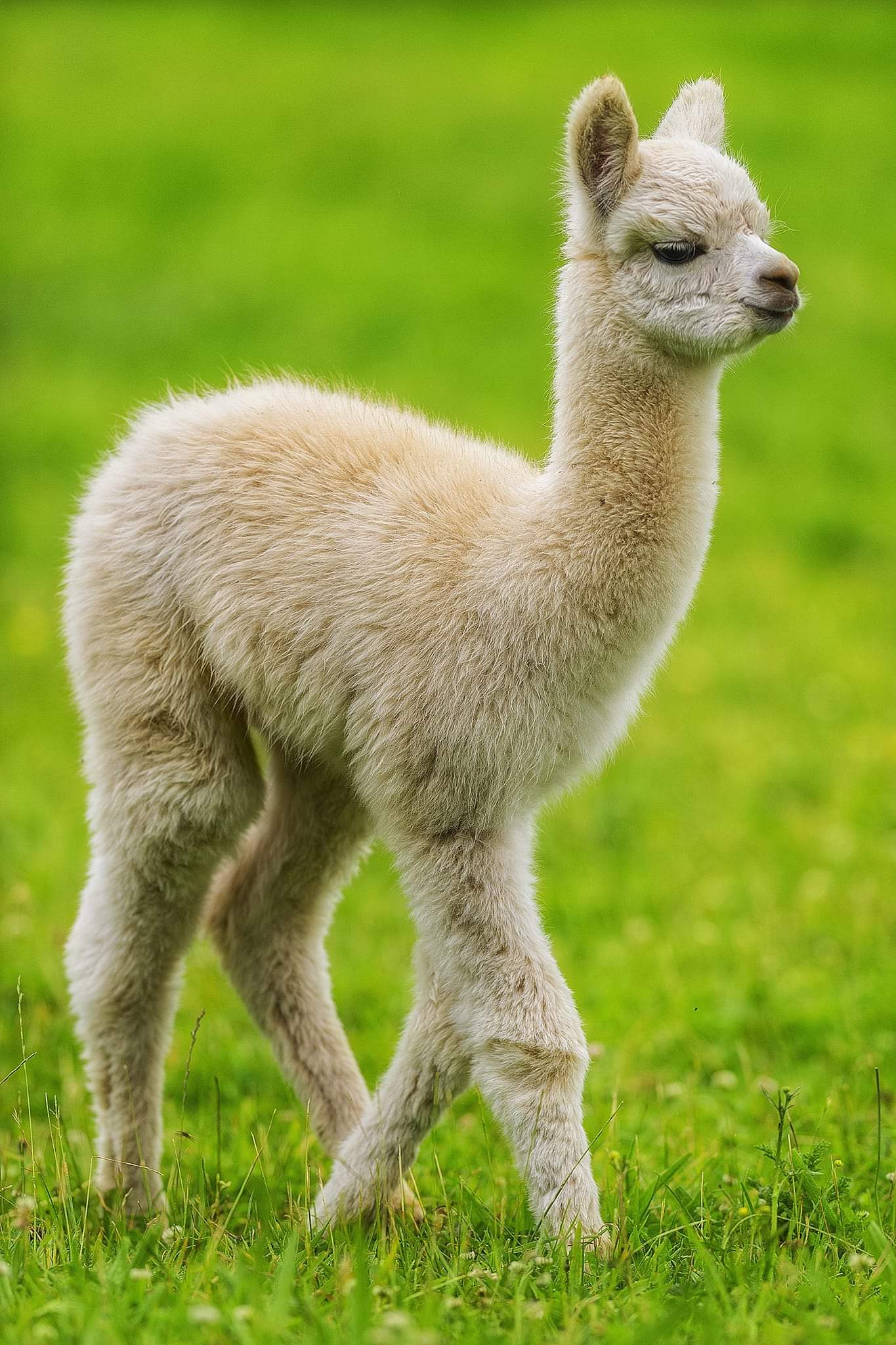 Midlands Family Tap Into alpaca Tourism With Venture Agriland ie