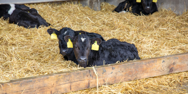 Episode 1 of 'The Calf Show' goes live - Housing and purchasing calves this spring - Vimarsana News