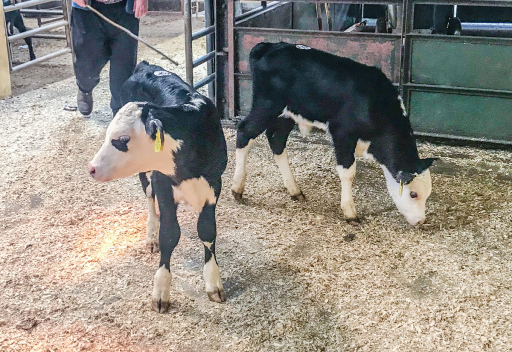 Calf trade Shippers willing to pay up to €100 for Friesian bull calves at Kilkenny and Bandon