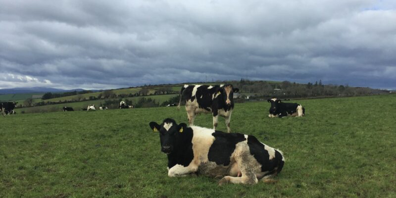 Young cows and heifers commanding high prices - Vimarsana News