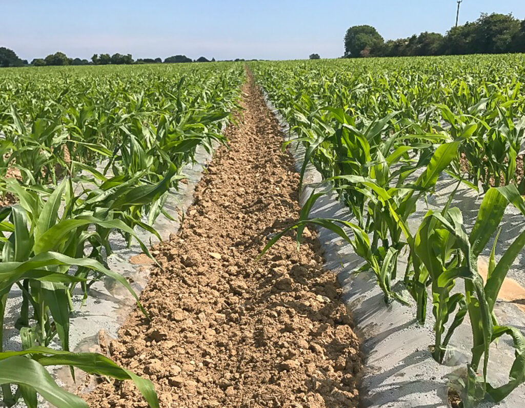 Thinking of growing maize in 2019? Agriland.ie
