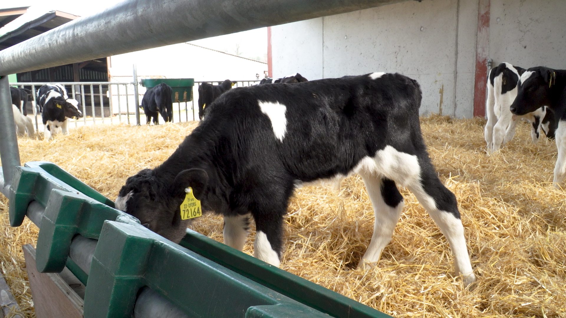 Factors to be considered when it comes to feeding dairy-beef calves ...