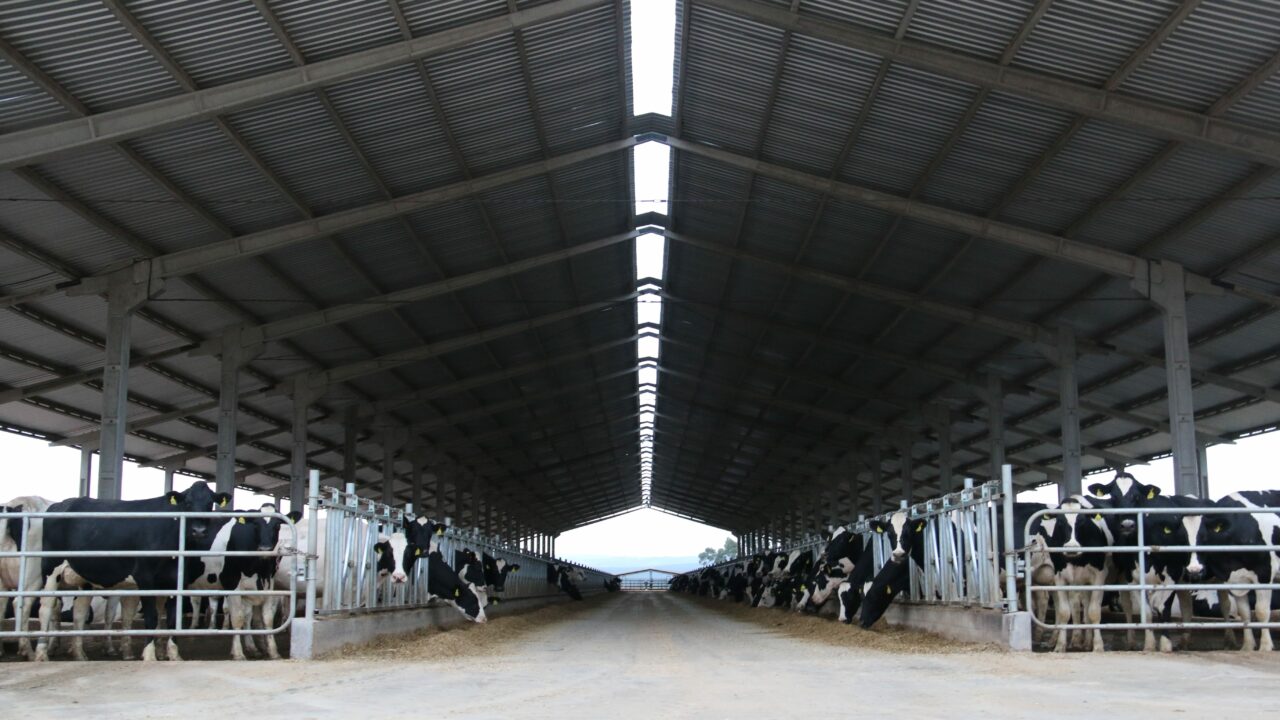 Hitting 1,000 cows in Brazil’s dairy capital - Agriland.ie