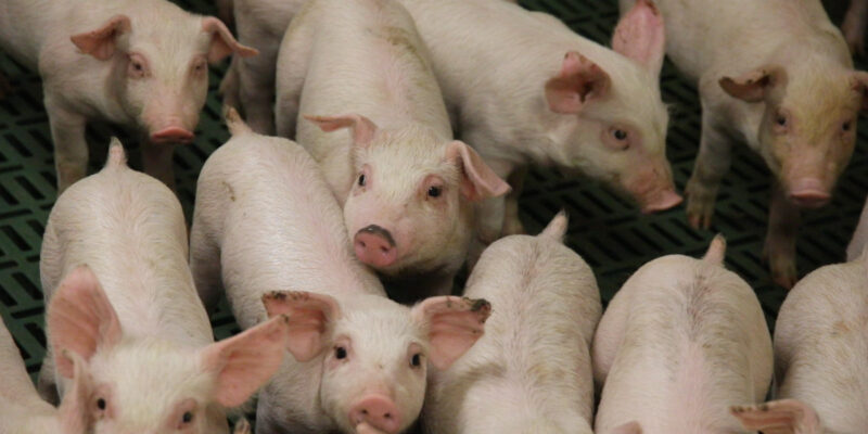 Danish Pig Genetics develops genomic evaluation system for breeding - Vimarsana News
