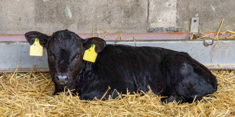 Reducing night-time calvings this spring - Vimarsana News