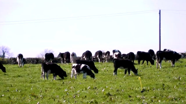 Peter Byrne's farm: Teagasc Green Acres Calf to Beef