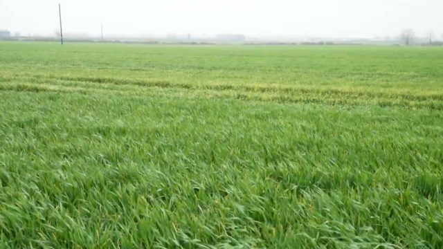 CROPS WATCH: Some winter barley crops stressed. T2 due in coming days.