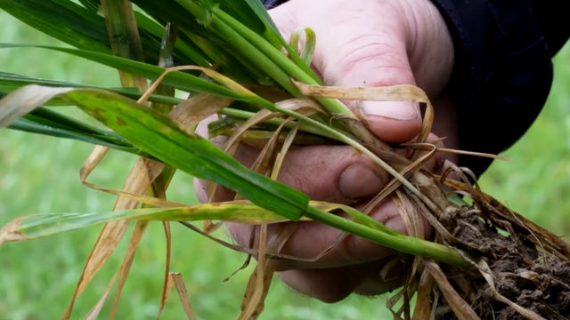 CROPS WATCH: Rust under control; time for T1 on wheat