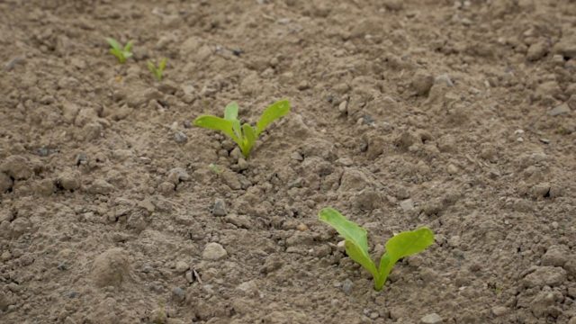 CROPS WATCH: Beet slow to take off…second herbicide plans
