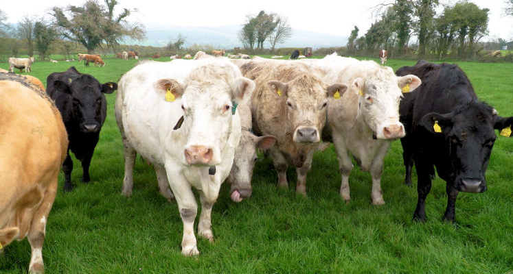How has the suckler herd performed over the past 5 years? - Vimarsana News