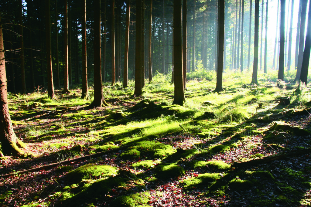 'Single largest private forestry transaction in Irish history