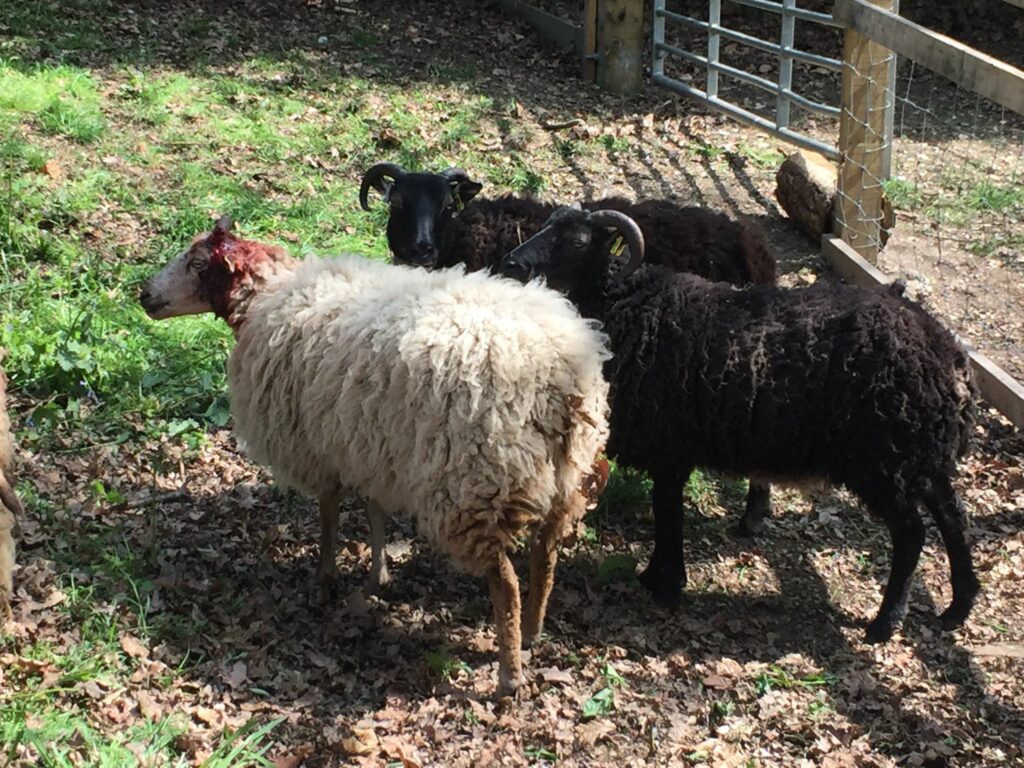 UK teens arrested for throwing stones at sheep Agriland.ie