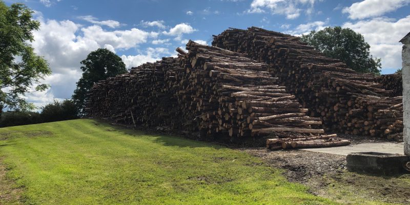 Funding to be made available for forestry promotion initiatives - Vimarsana News