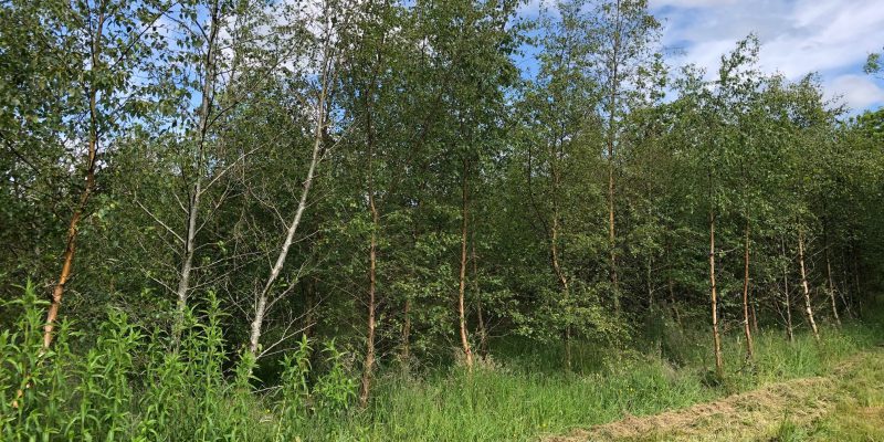 Part-time Clare farmer convicted of felling trees without licence - Vimarsana News