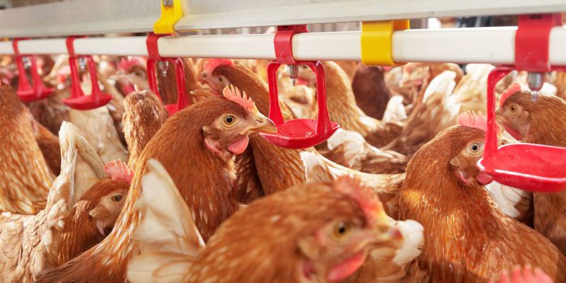 Bird cull zone introduced in NI following detection of Avian Influenza in commercial flock - Vimarsana News