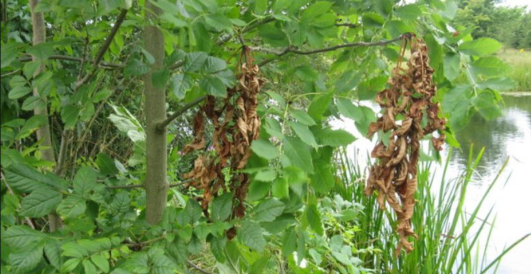 Department 'must introduce new properly funded' ash dieback scheme - Vimarsana News