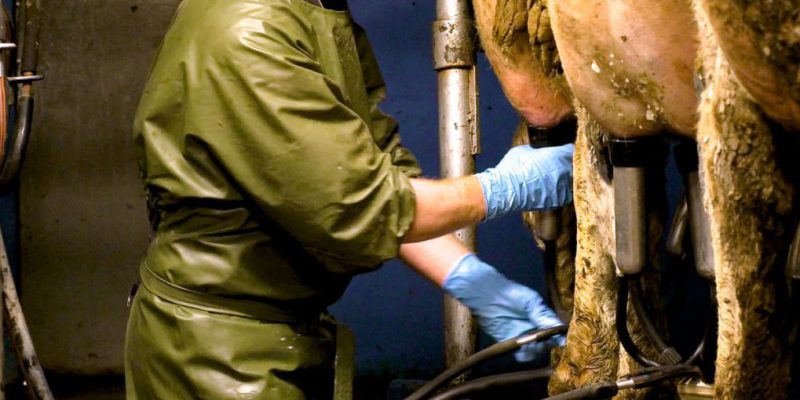 OAD milking in early lactation - Vimarsana News