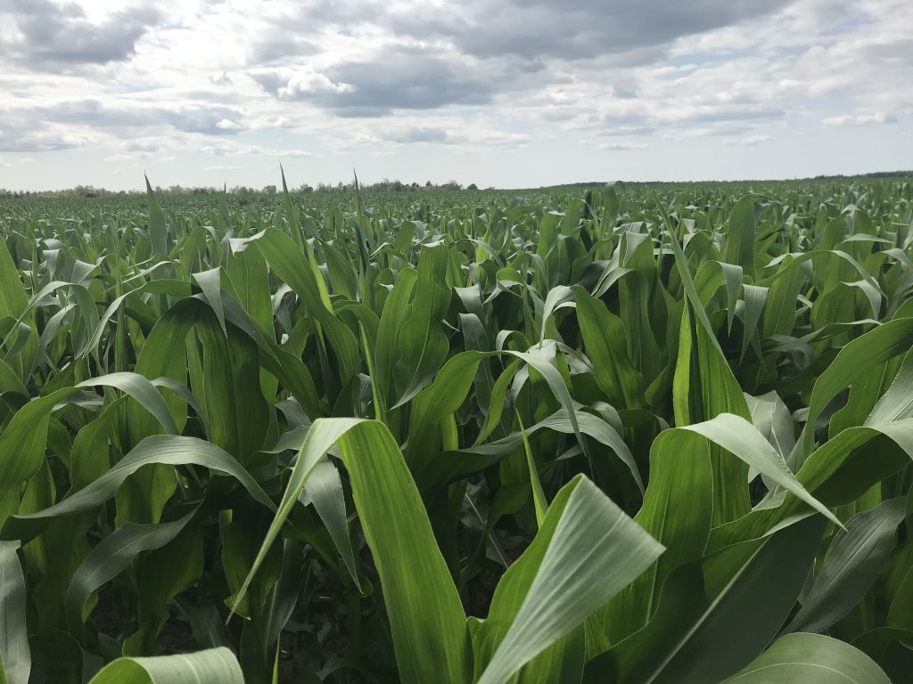 US corn price drops dramatically Agriland.ie