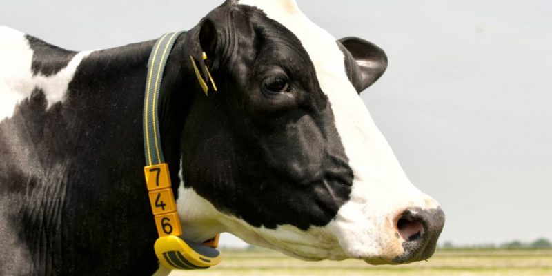 Censortec Nedap CowControl and Alfco drafting make life easy on Tipperary farm - Vimarsana News