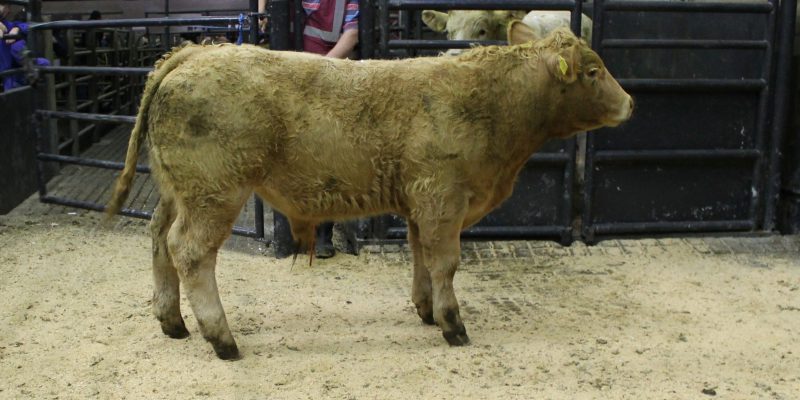 Cattle marts: Trade holds steady for the start of 2021 - Vimarsana News
