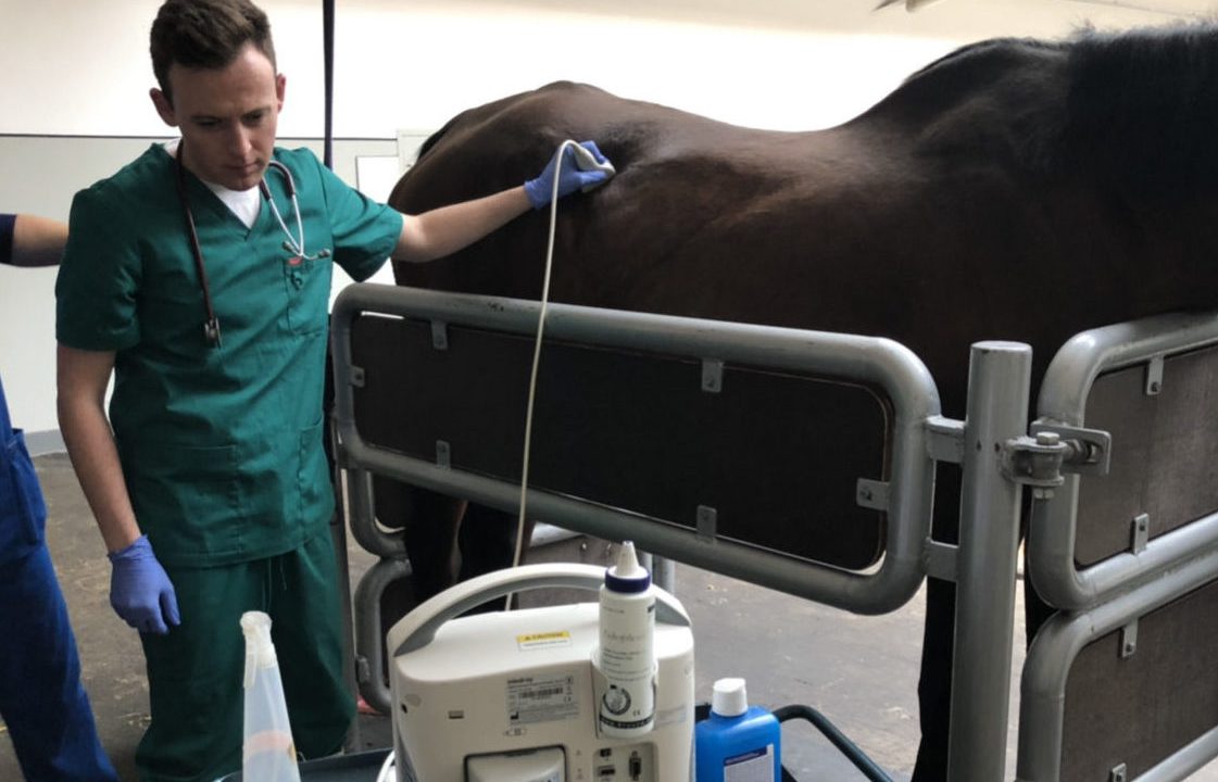 Lithuania-based veterinary student: ‘Think beyond the obvious’