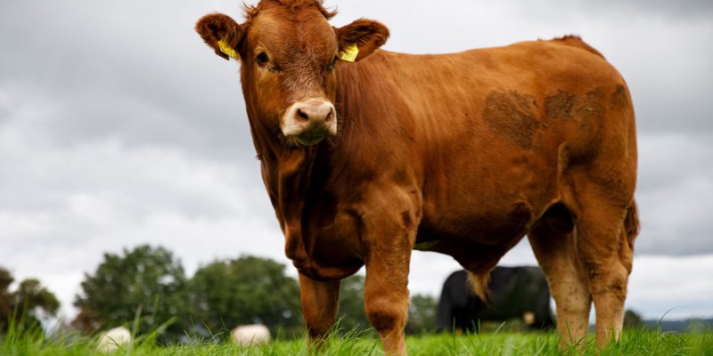 Beef Plan members call for clarity from minister on 'Grass-fed' logo application - Vimarsana News