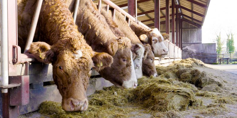 'Staggering' €200 gap between R3 steer prices north and south - Vimarsana News