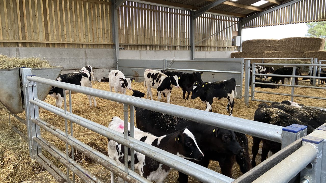 Purposebuilt calf house makes life easier for this UKbased dairy and beef farmer Agriland.ie
