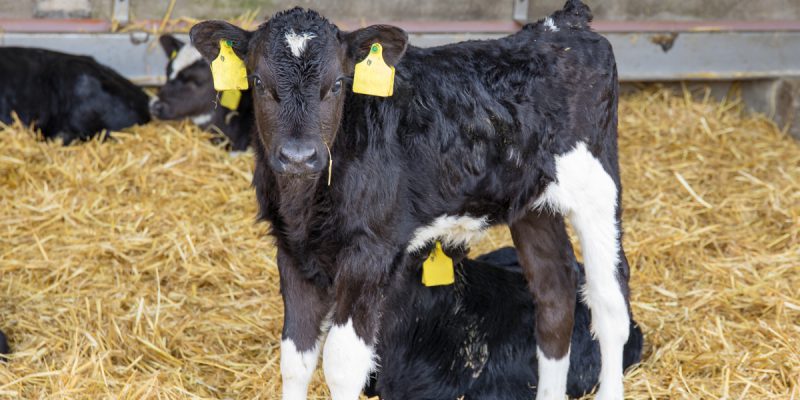 Continuation of supports for eradicating BVD confirmed for 2021 - Vimarsana News