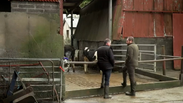 'George goes dairy farming': Peter Mongey - Co. Meath