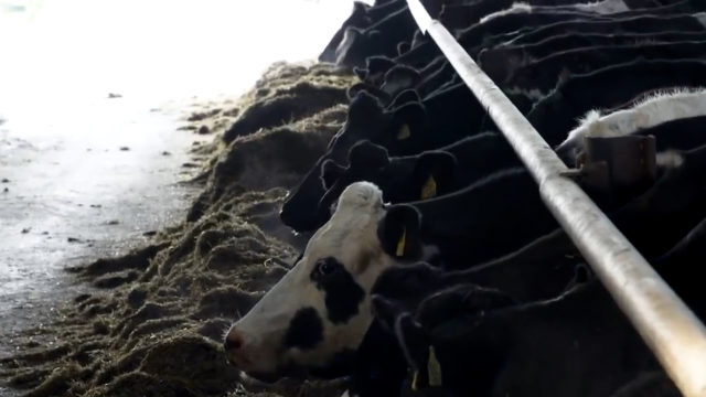 'George goes dairy farming': Kevin Murphy - Co Wexford