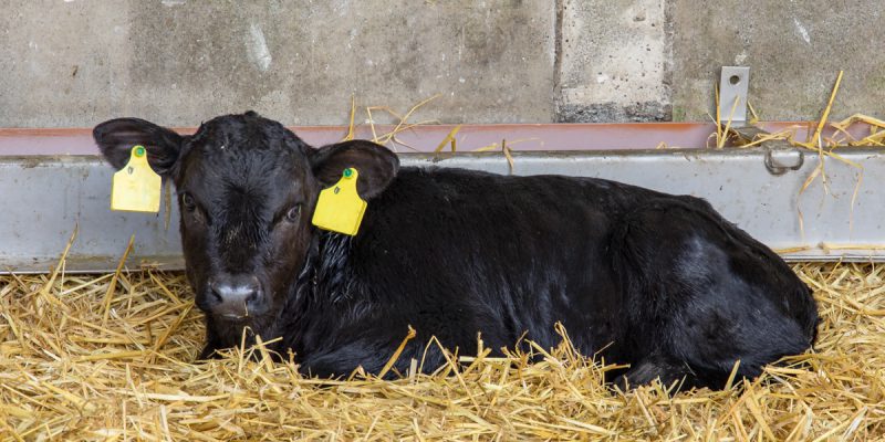 Postal delays in delivery of BVD samples to labs highlighted - Vimarsana News