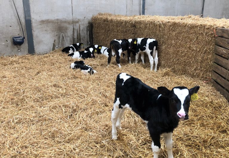 Best practice for stomach tubing Agriland.ie