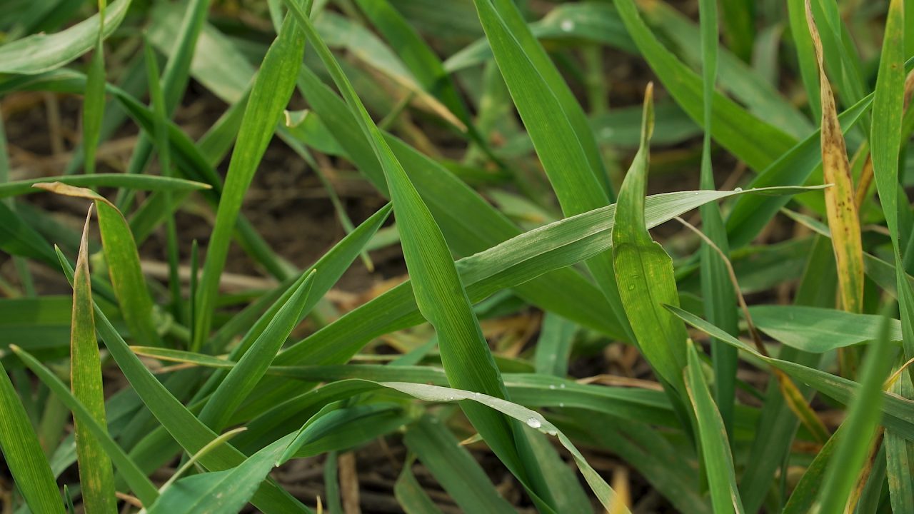 Dealing with annual meadow grass and BYDV in autumn cereal crops ...