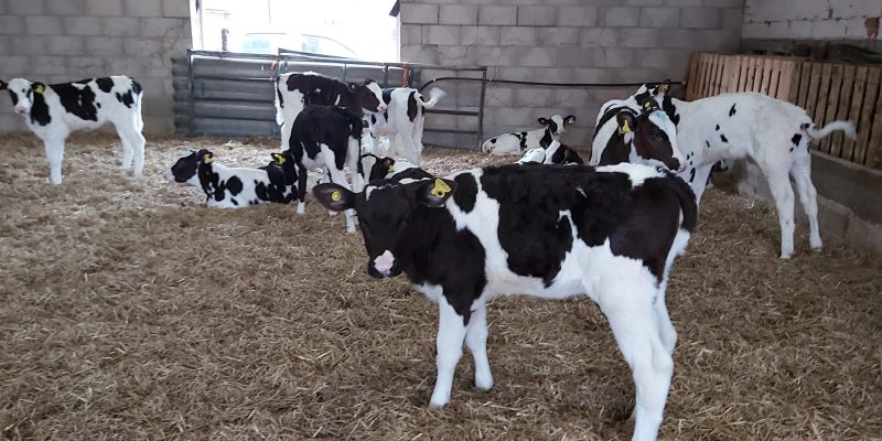 Calves a 'picture of health' on 63-day feeding programme incorporating Compumate - Vimarsana News