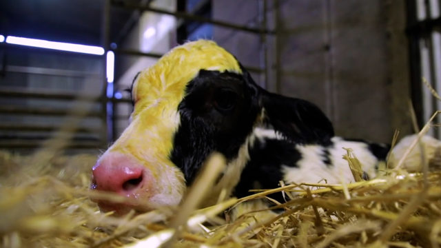 How to test the quality of colostrum and top tips on stomach tubing a calf