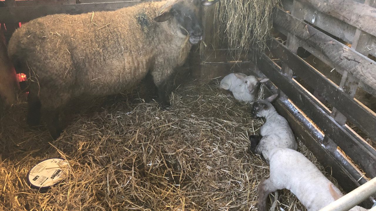 What can I do to avoid lambs getting navel/joint ill? Agriland.ie