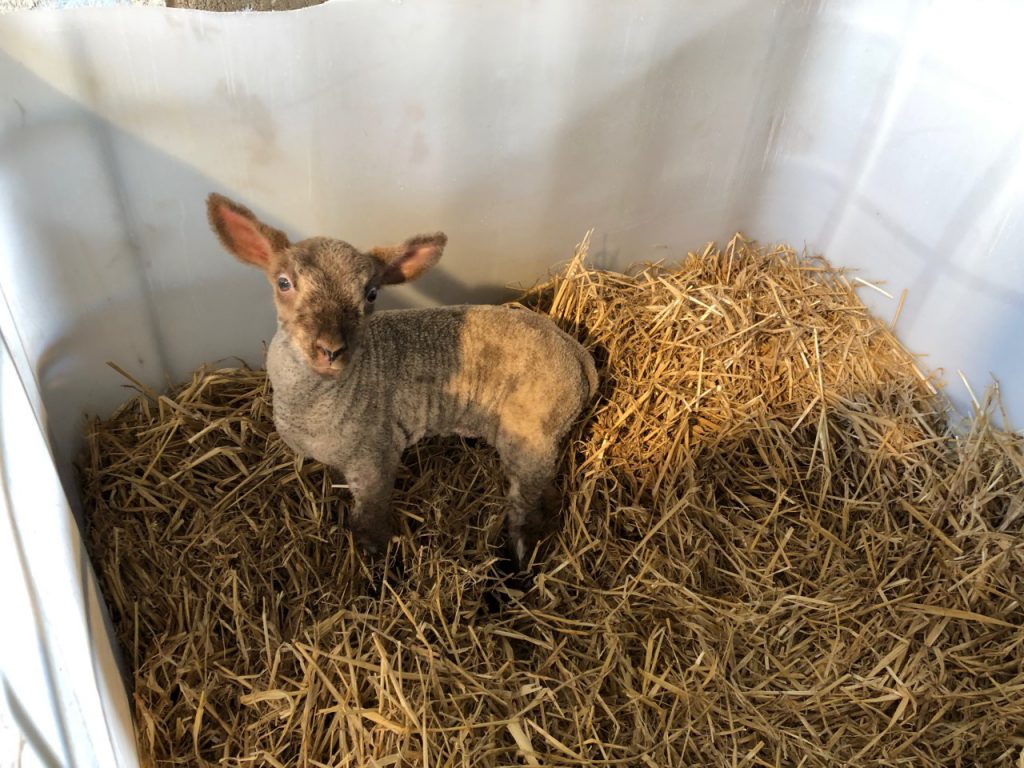 What are the dangers associated with buying in foster ewes and pet