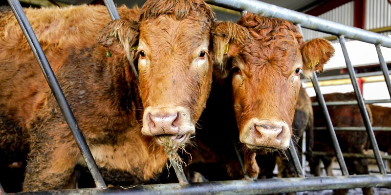 Grant Thornton report on in-spec criteria presented to beef taskforce - Vimarsana News