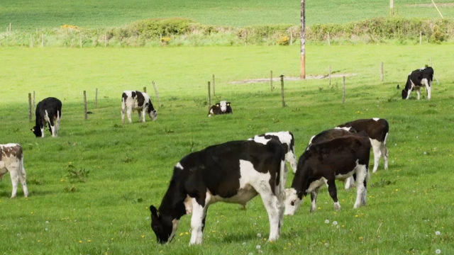 Farm Walk 2020: Shane Cranny