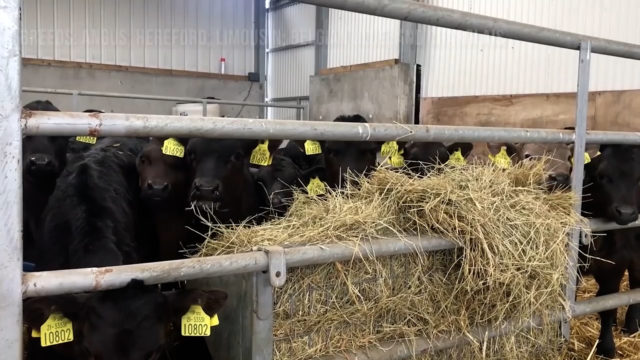 Green Acres Calf to Beef Farmer: Richie Long