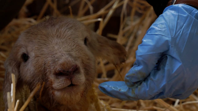 How-to carry out good hygiene practices in the lambing shed
