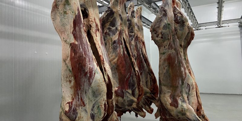 How many cattle were processed in 2020? - Vimarsana News