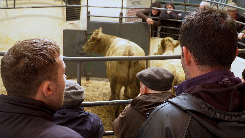 Online livestock buying and selling popular with farmers Agriland.ie